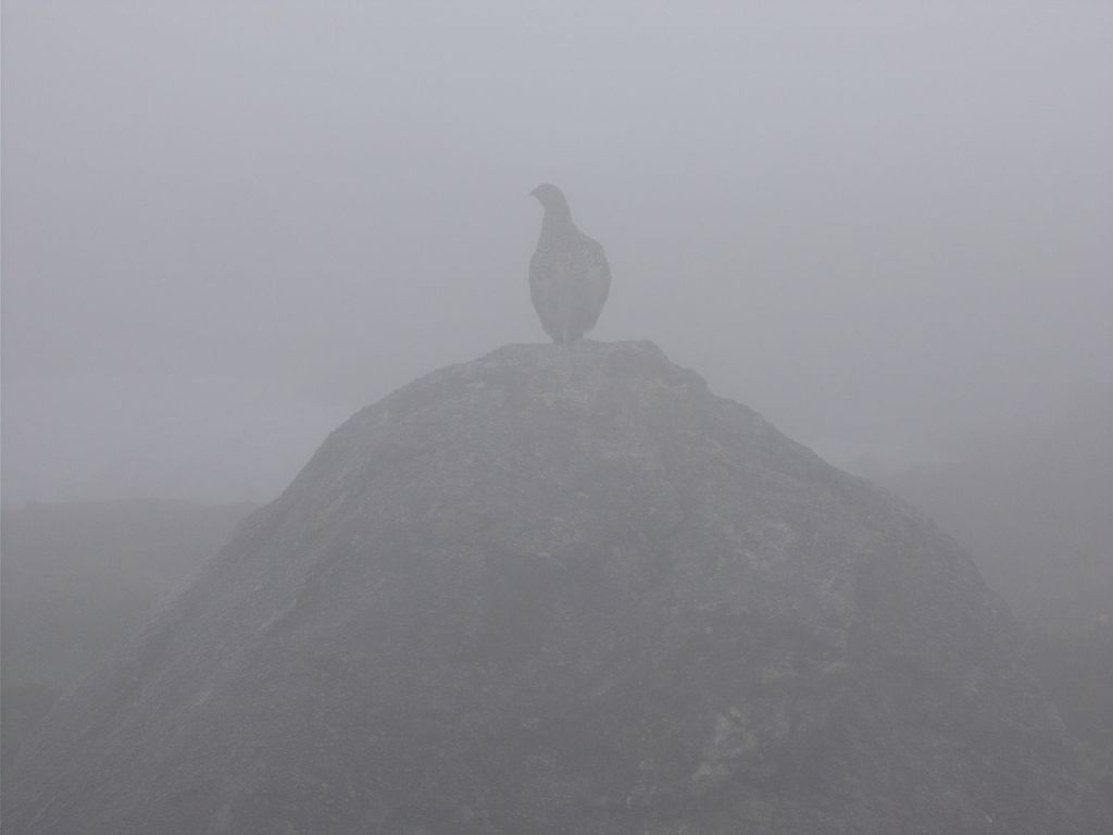 岩の上に雷鳥が