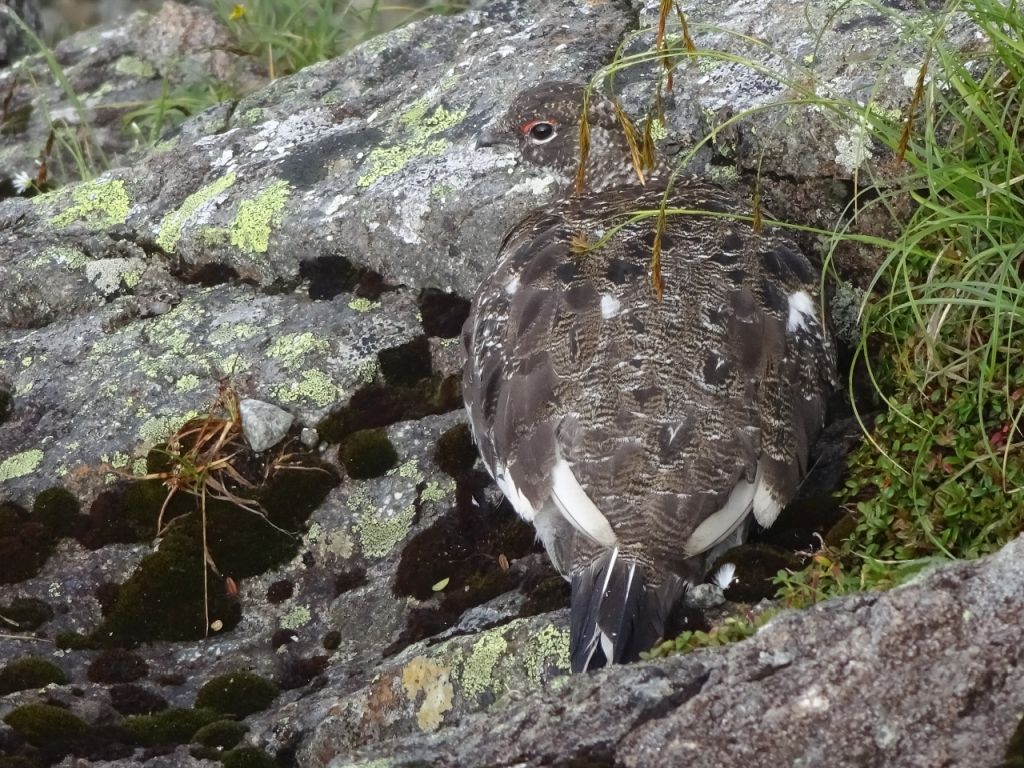 雷鳥が見送ります