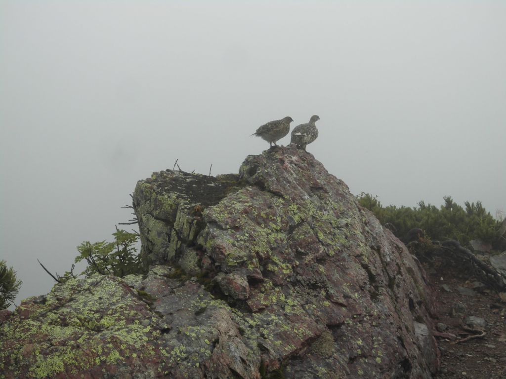 雷鳥が二羽いました