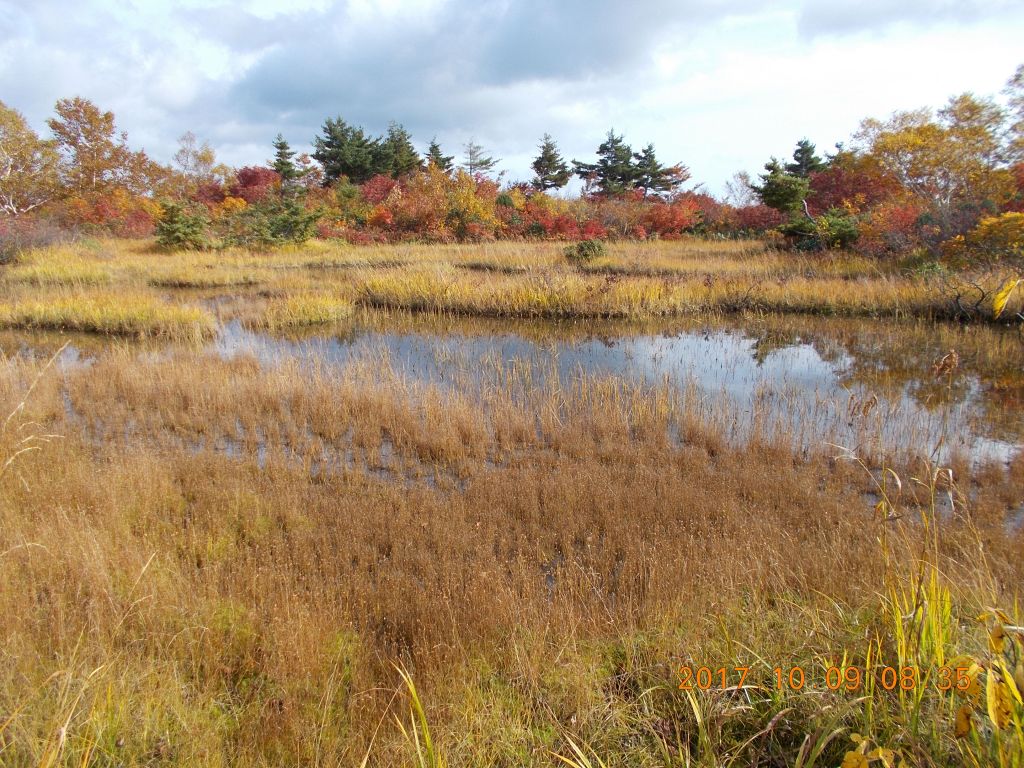 鳥原小屋近くの地塘とクサモミジ