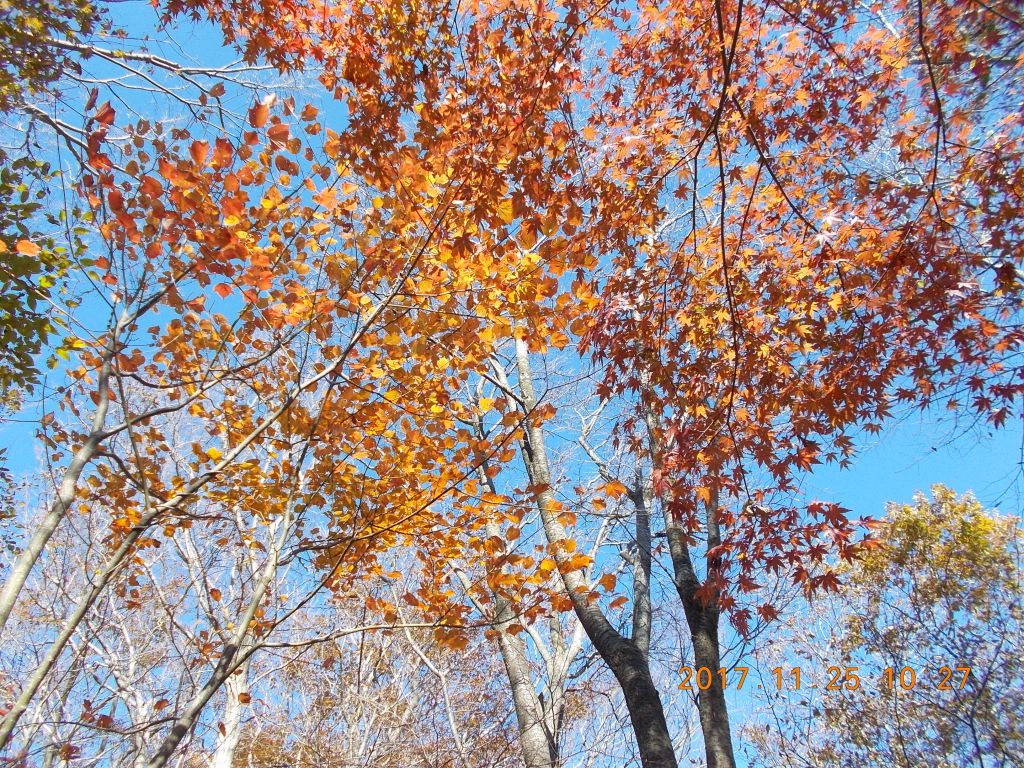 綺麗な紅葉と青空