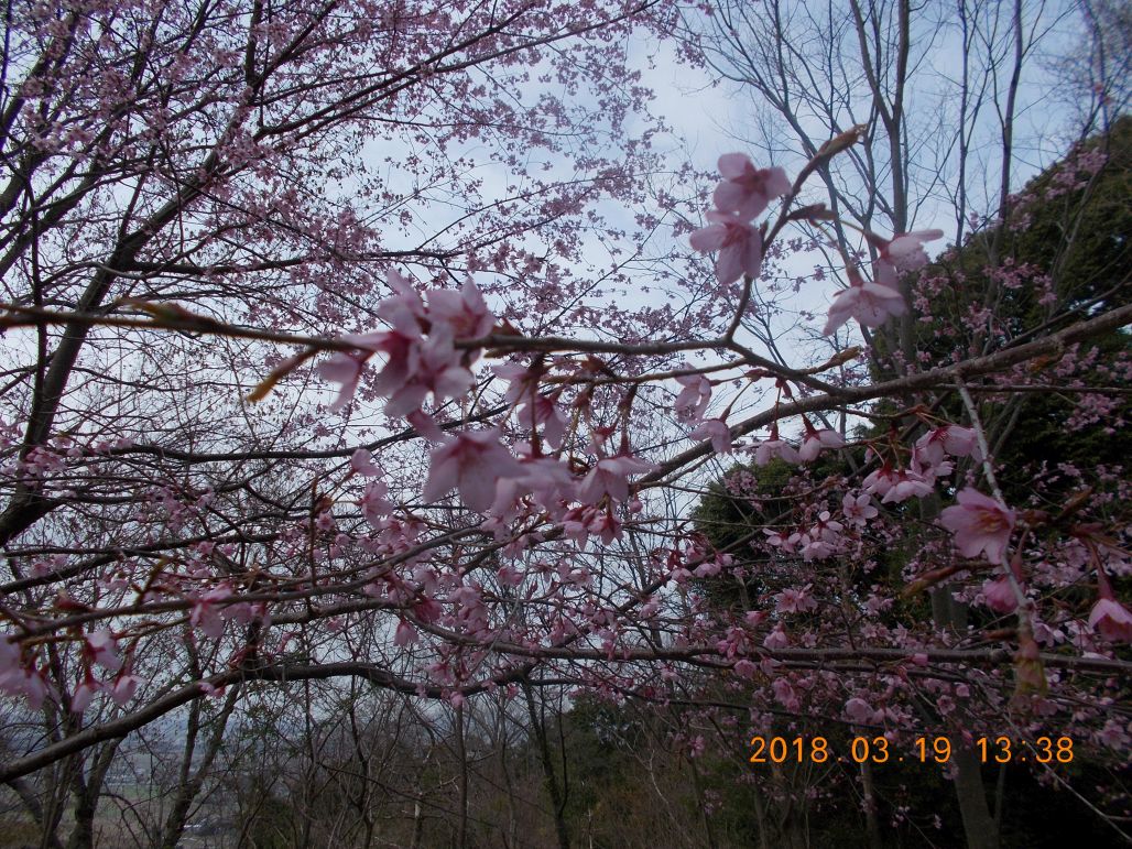 無事下山しました、麓には桜が