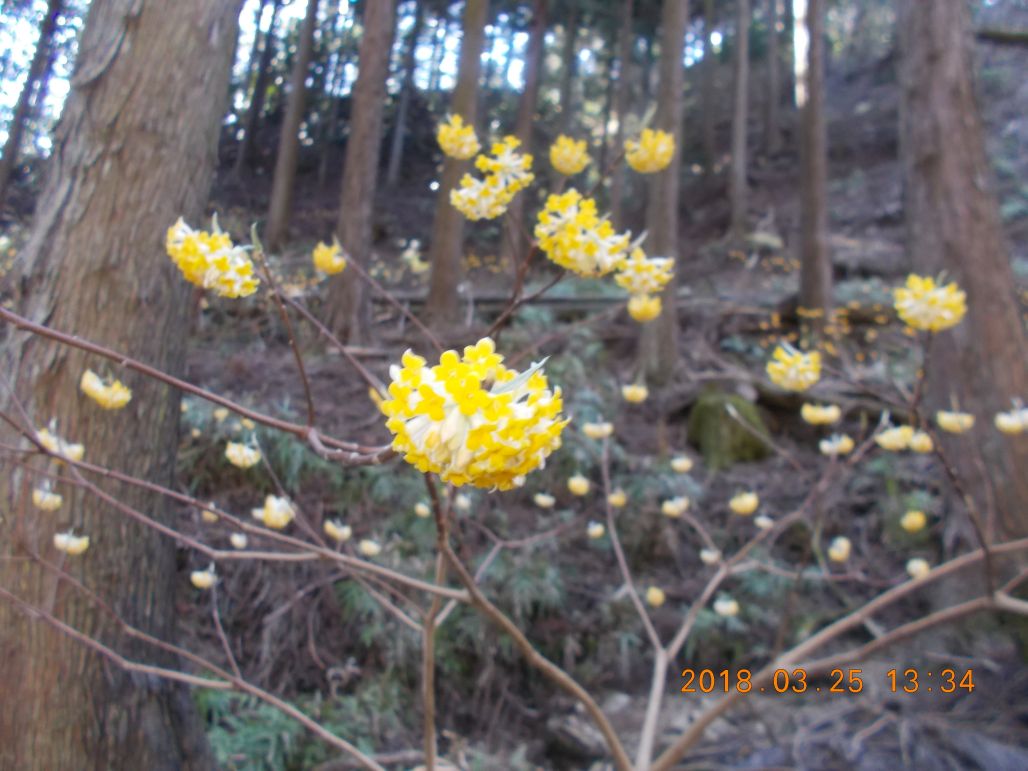 綺麗なミツマタの花が咲いていました