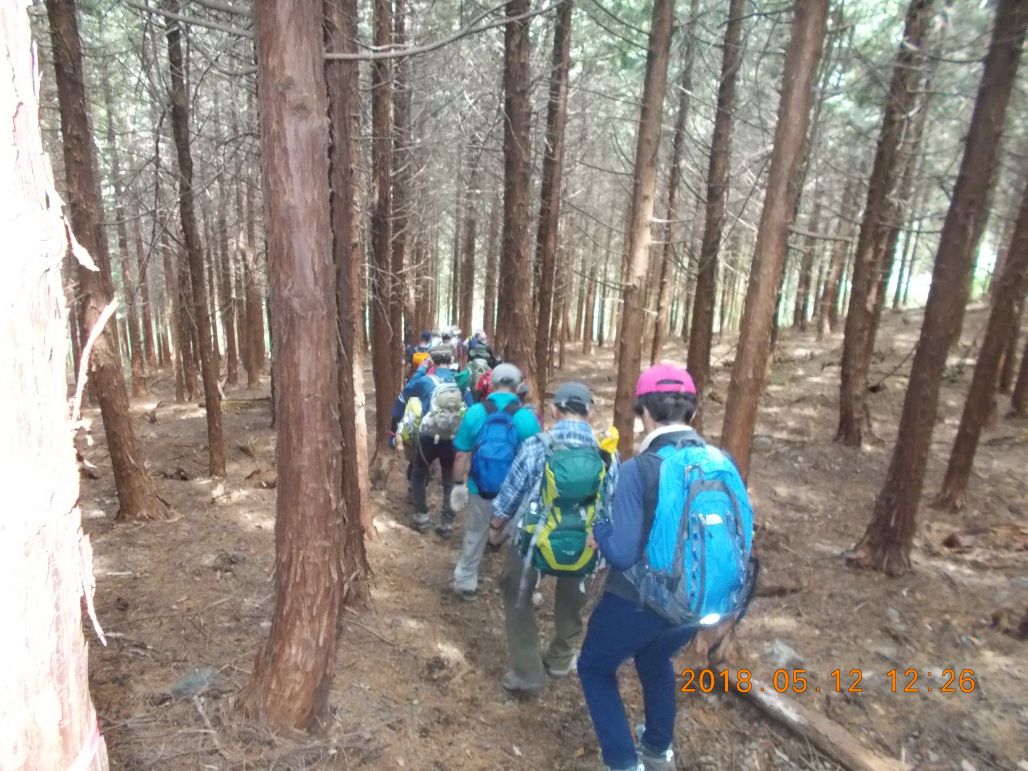 杉林の中を下山します