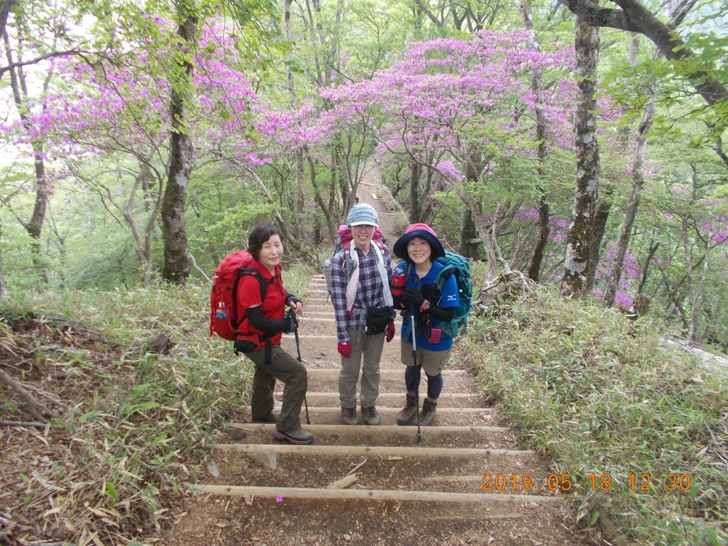 小丸の分岐ヤマツツジが綺麗です