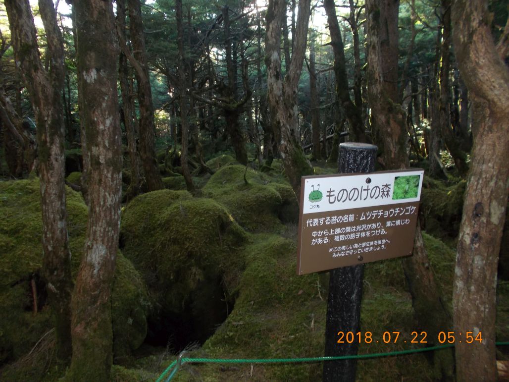 コケがすばらしい八ヶ岳の森です