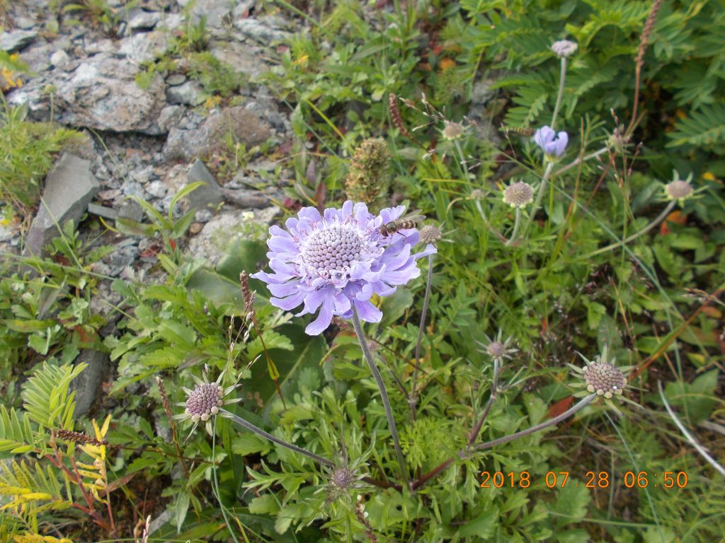 綺麗なマツムシソウ、いたるところでお花が綺麗でした