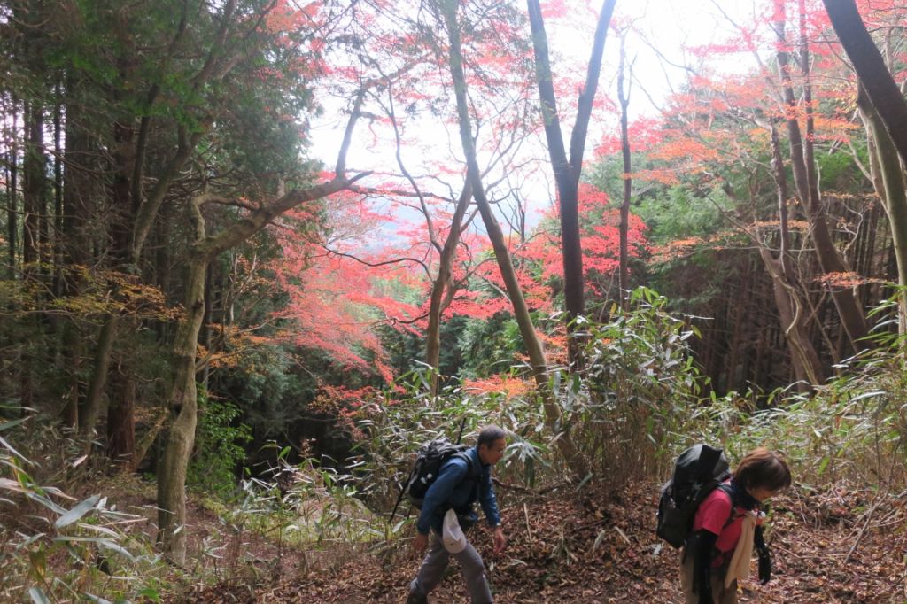 紅葉の中を登ります