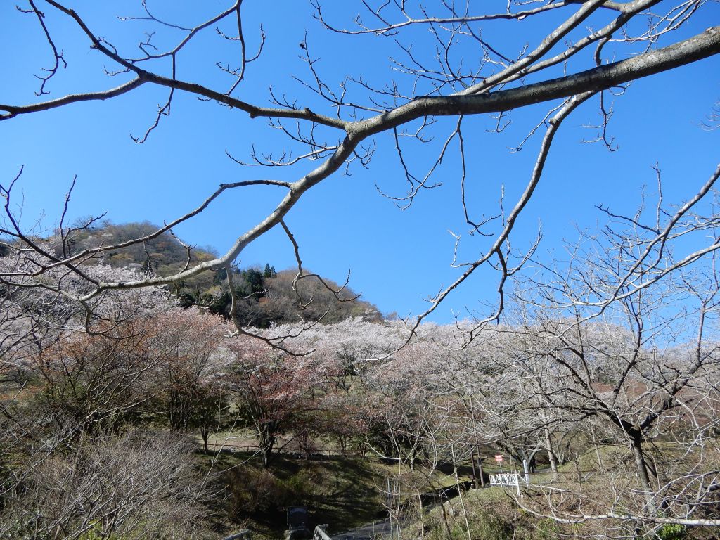 花貫さくら公園から登山開始です