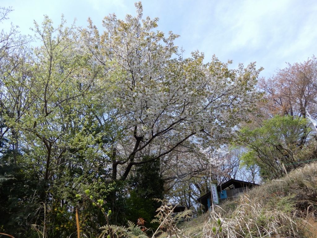 頂上付近にはまだ桜が