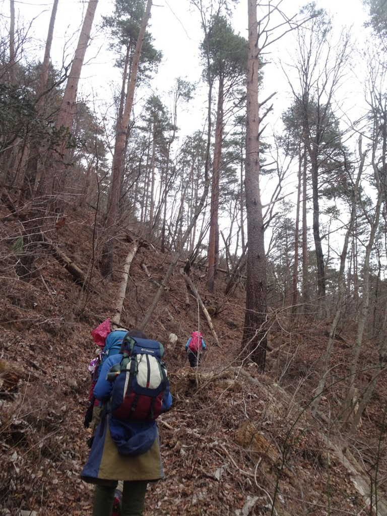 倒木の多い登山道を登って行きます。