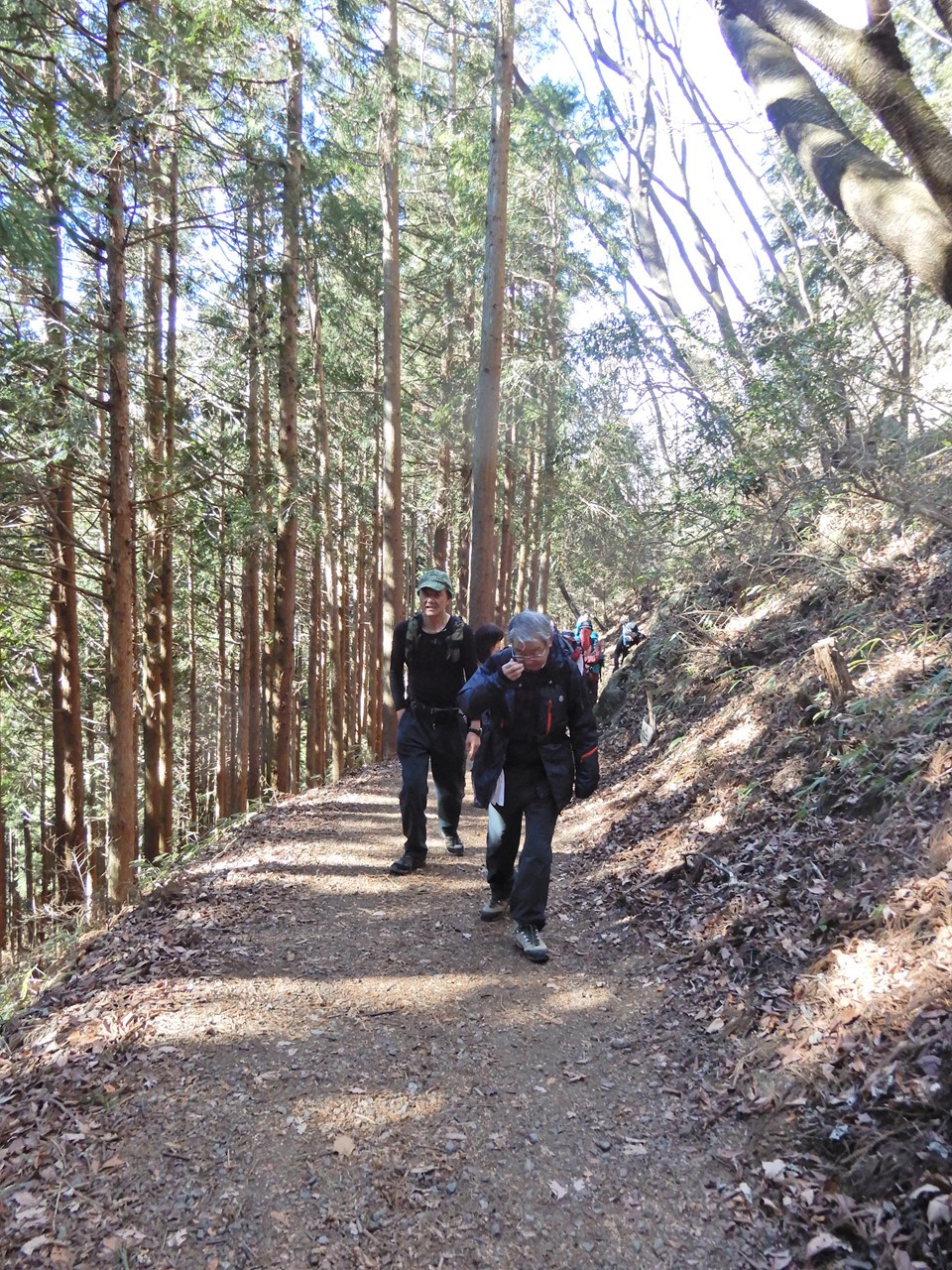 杉木立の中を日の出山へ