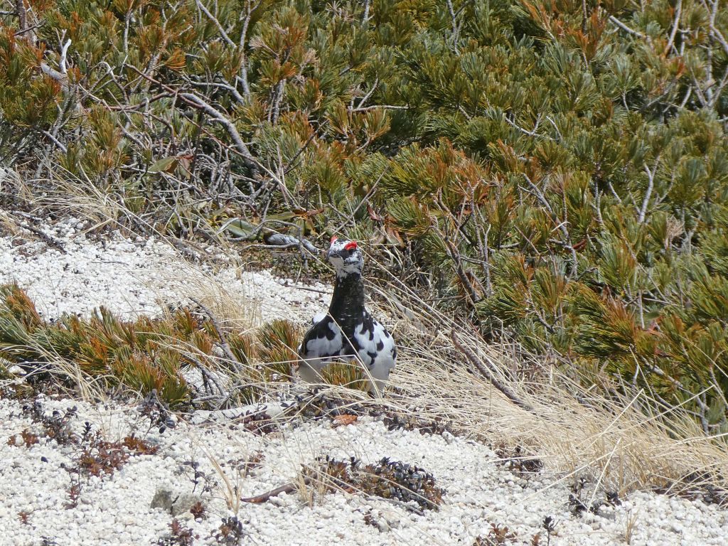 燕山荘への帰途に出会った雷鳥