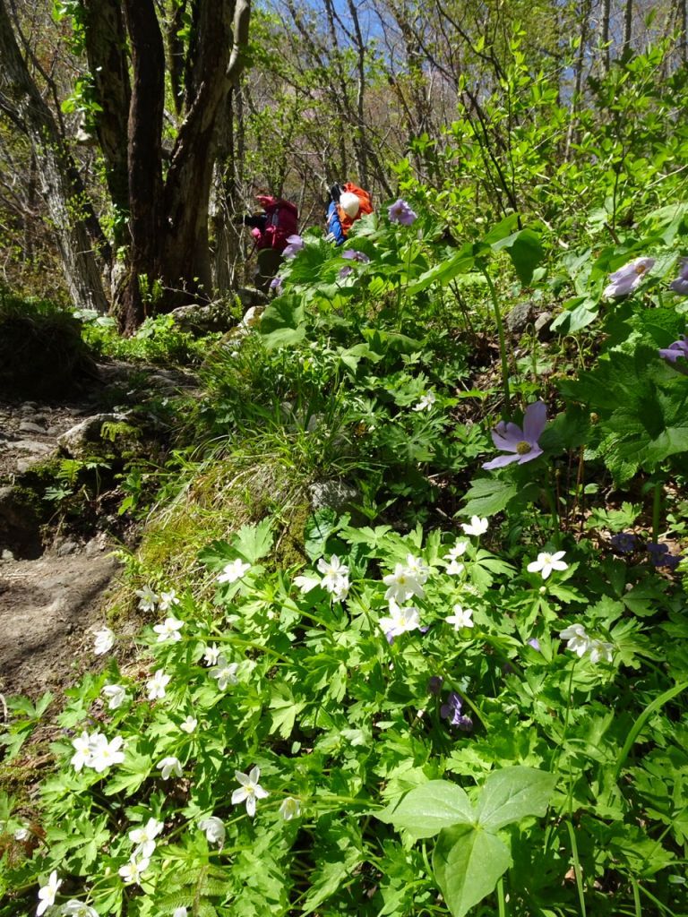 青粘登山口よりまるでお花畑の登山道を行く。