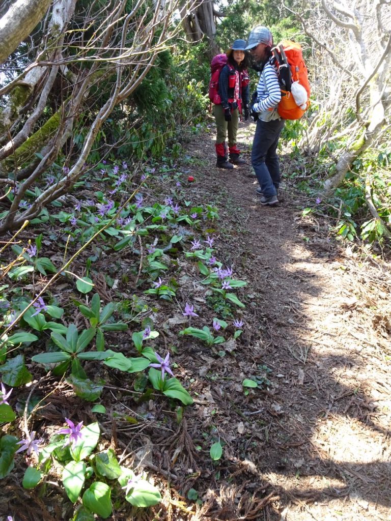 金北山への縦走路もお花畑！