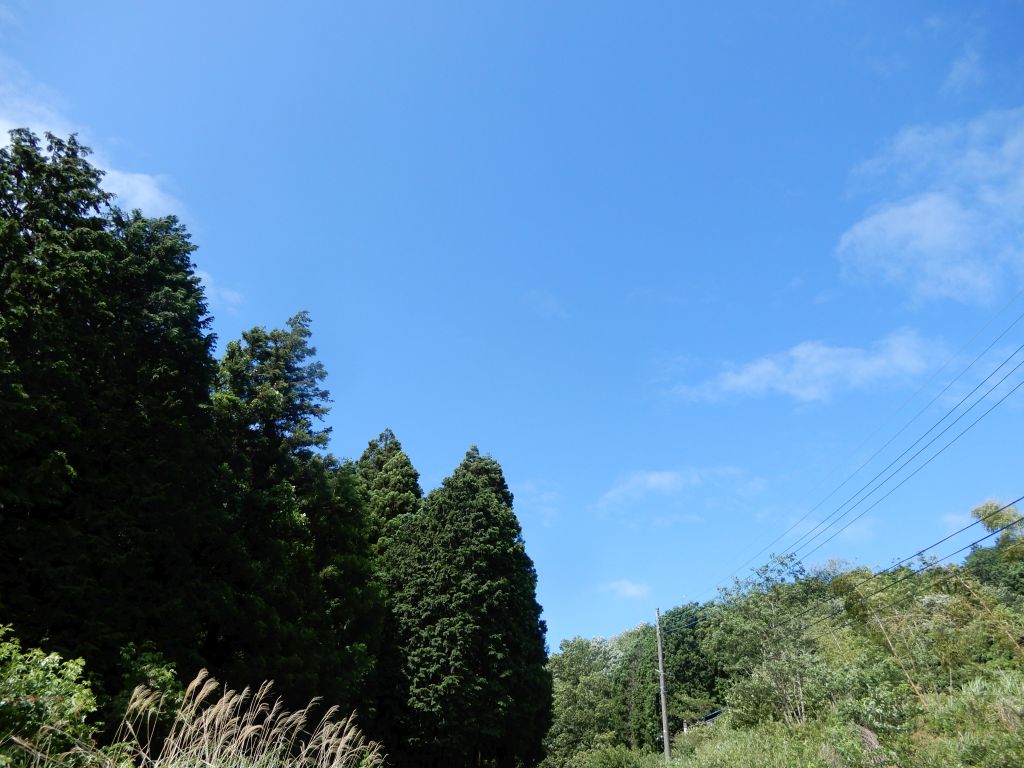 雨予報でしたがこんな青空