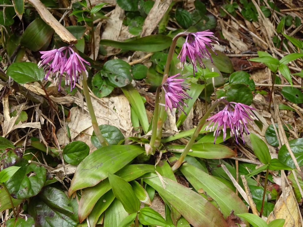 登山道は花だらけ