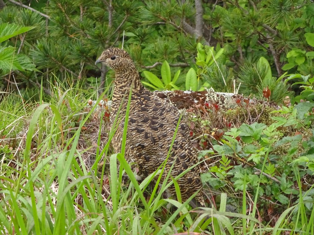 雷鳥にも出会えました