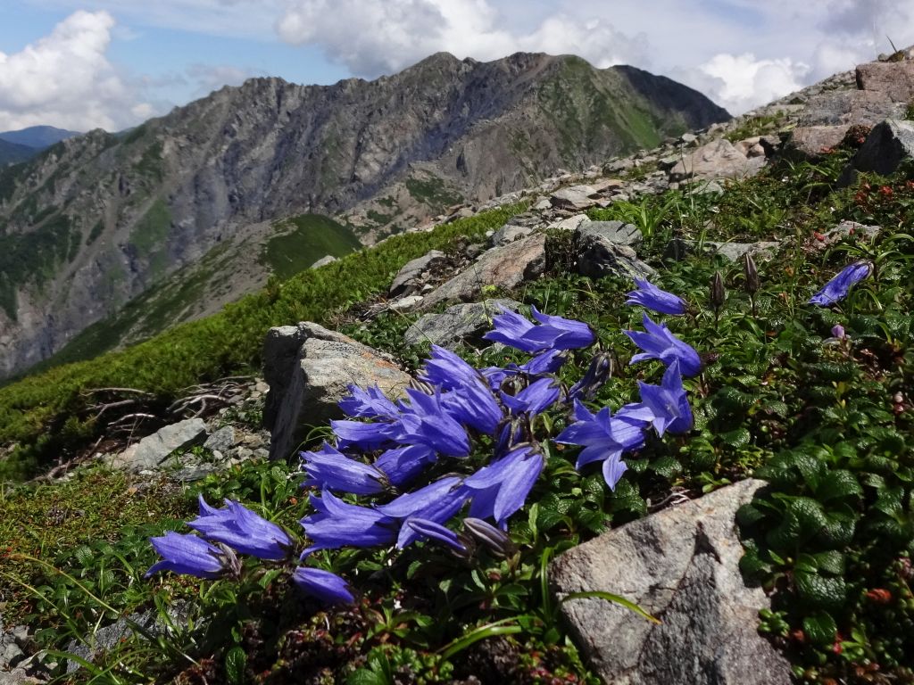 イワギキョウが至るところに咲いています