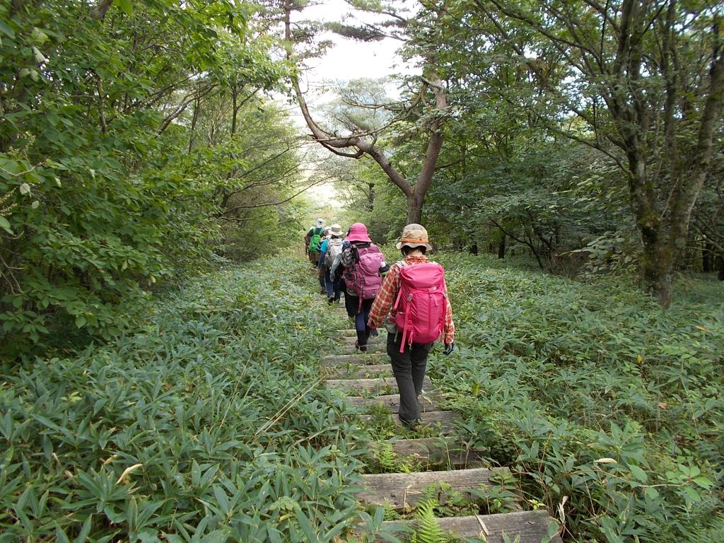 笹道を登って行きます