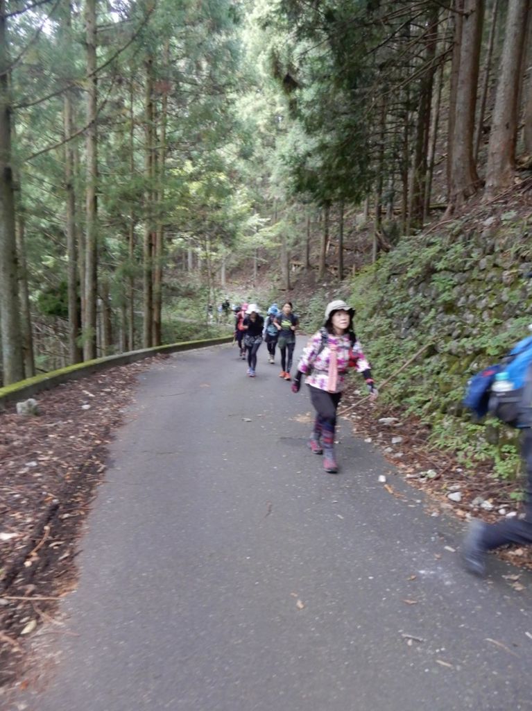 川苔橋バス停より林道を歩きます