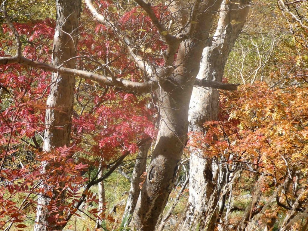 麓の綺麗な紅葉