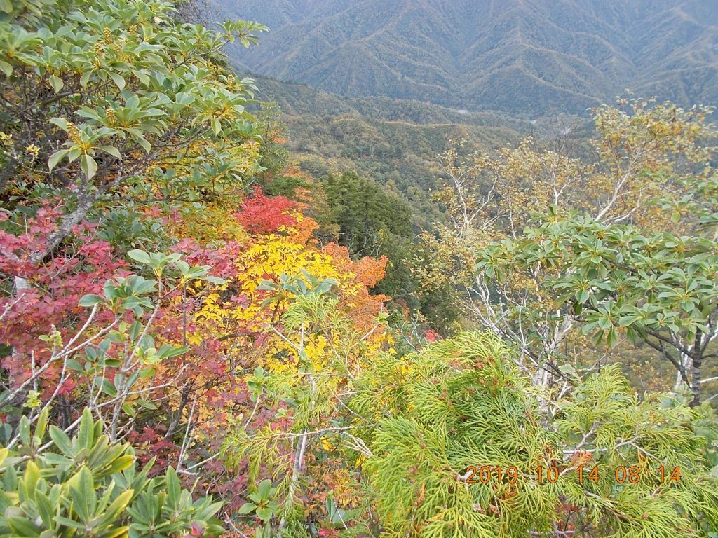 紅葉が綺麗になってきました