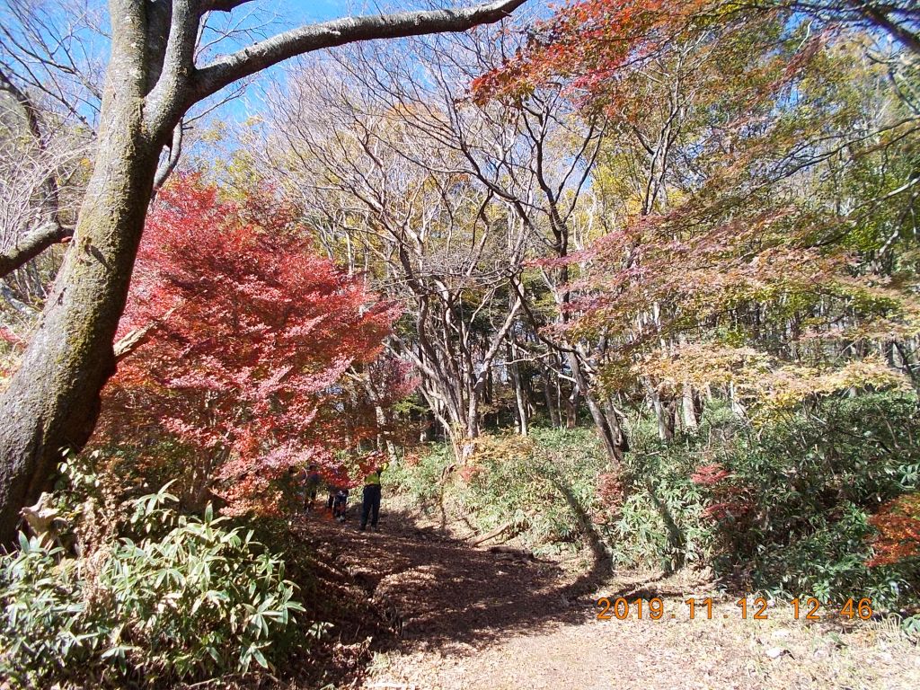 真っ赤な紅葉