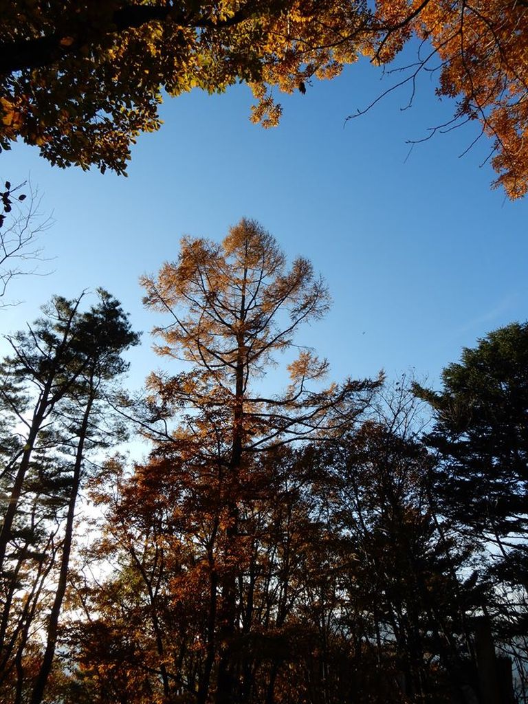 空は抜けるような青さです