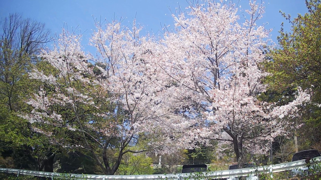 雨引観音からの桜