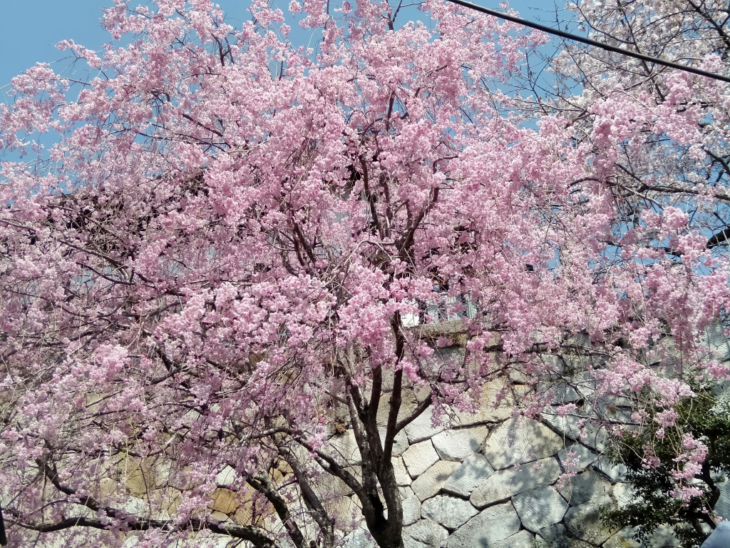 雨引観音　満開の枝垂れ桜
