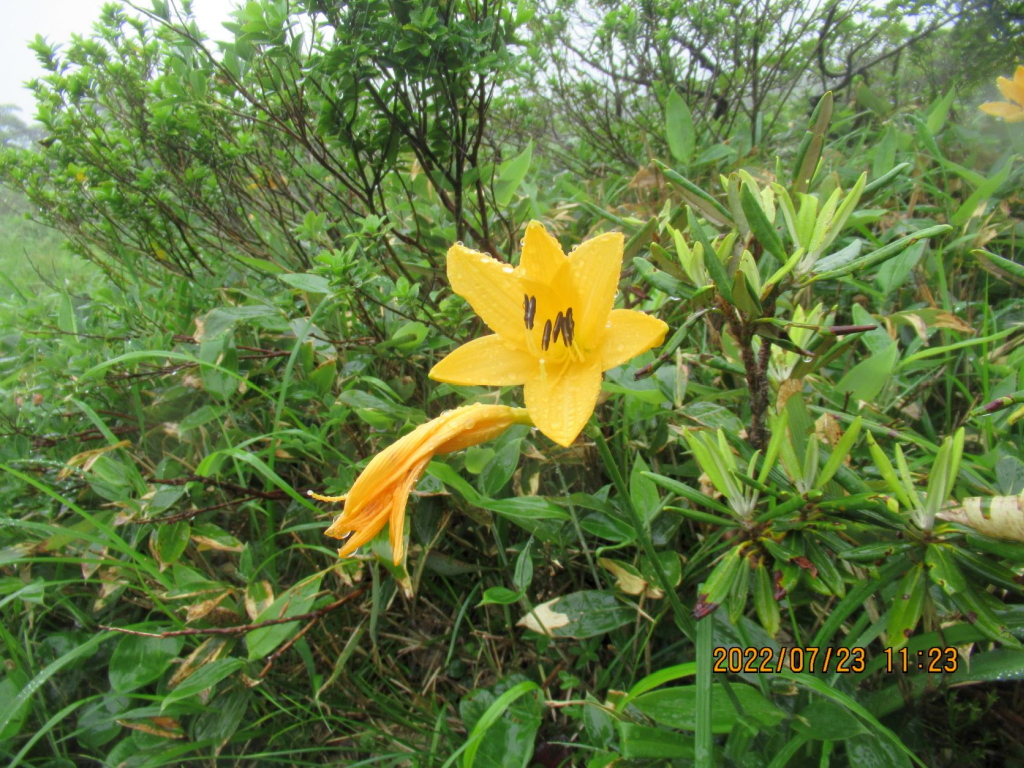 ニッコウキスゲの花