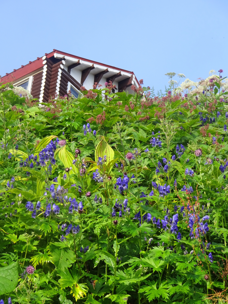 燕山荘の真下にはトリカブトがいっぱい咲いています