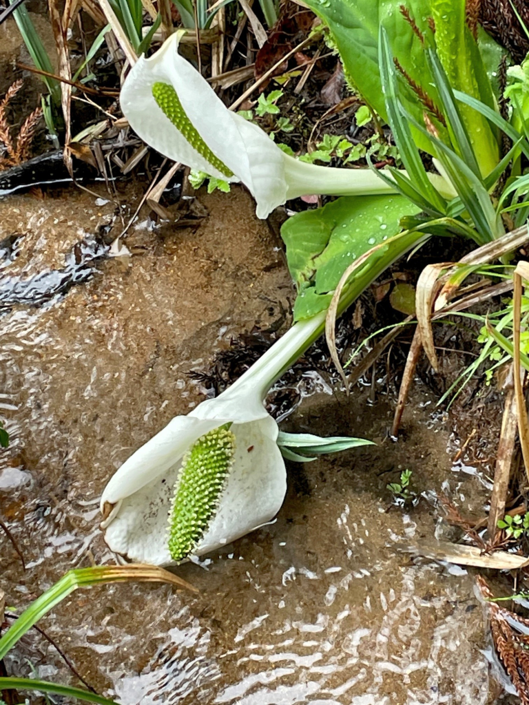 水芭蕉が雨に倒れて