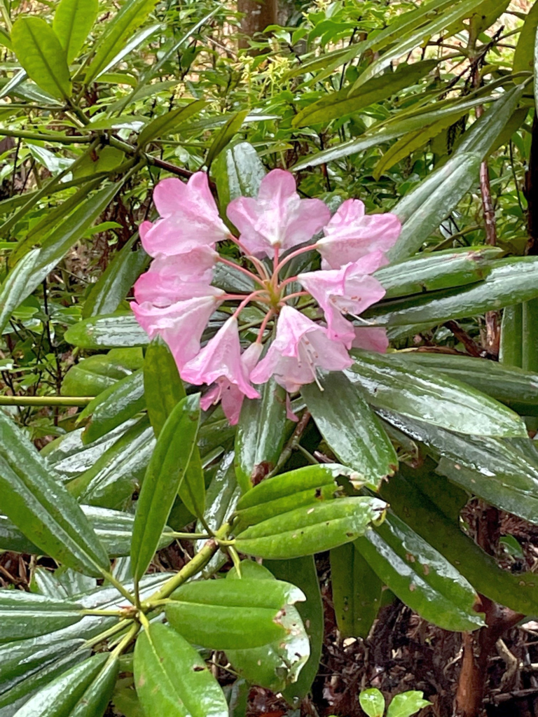 石楠花も咲いている