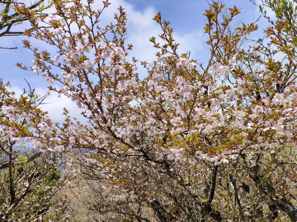 4／21 マメ桜（富士桜）が満開です