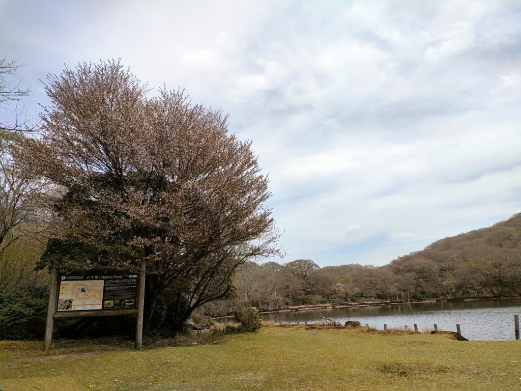マメ桜と八丁池