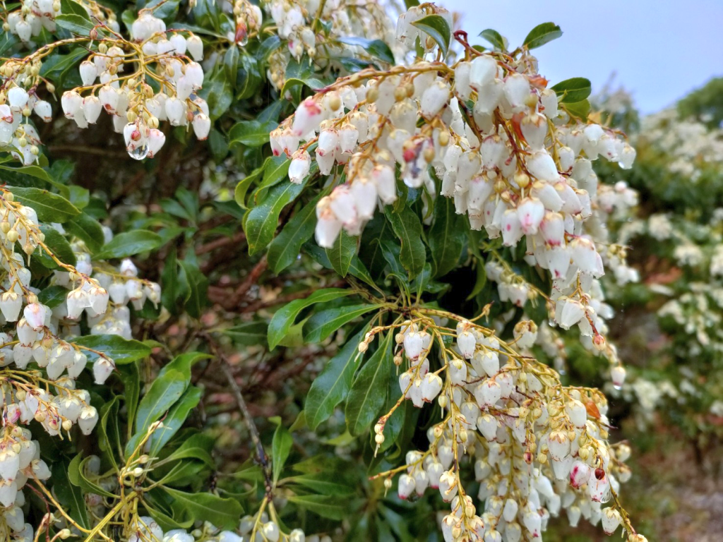 満開の馬酔木の花