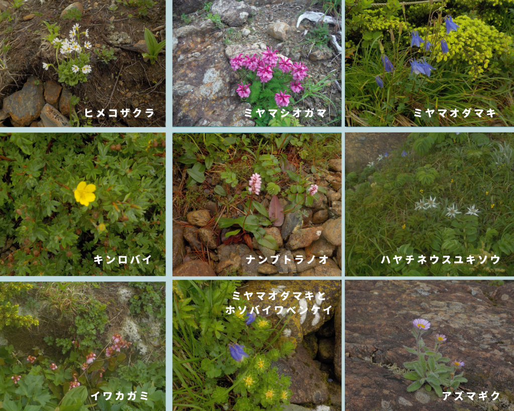 早池峰山の花々