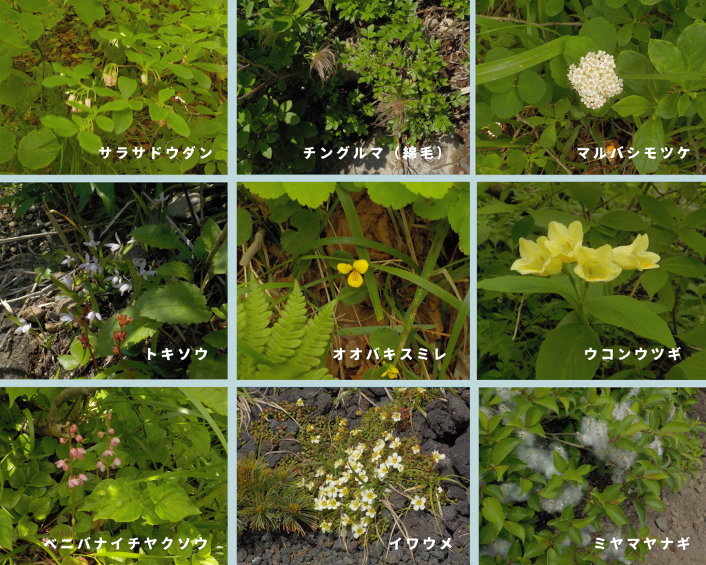 岩手山の花々1