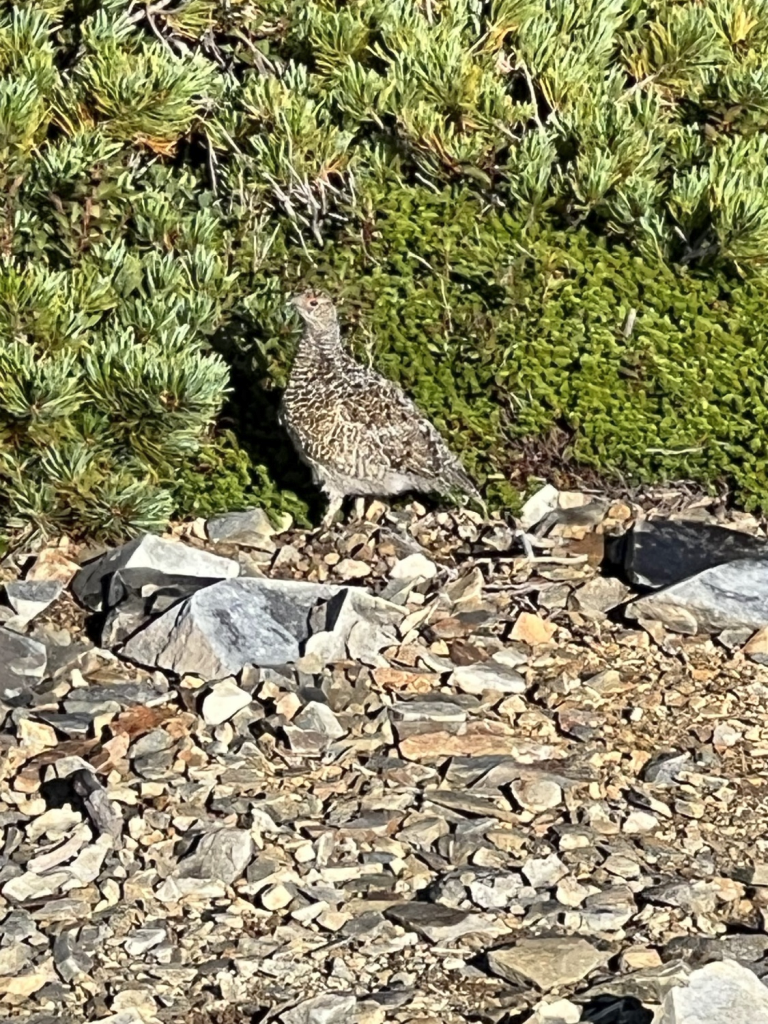 雷鳥１ ｢雷鳥｣今回の登山で２回目の遭遇