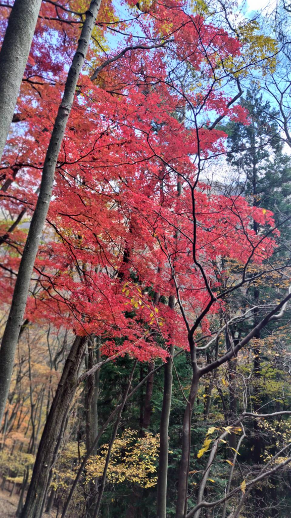 紅葉、まだまだきれいでした