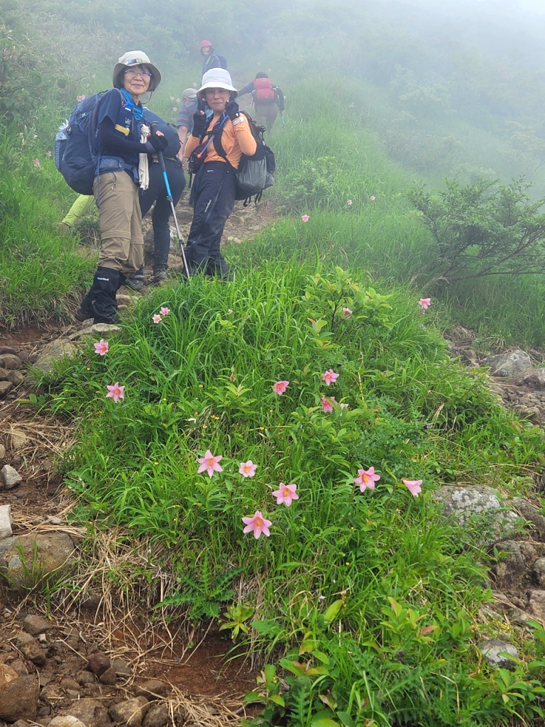 ヒメサユリの咲く登山道を歩きます