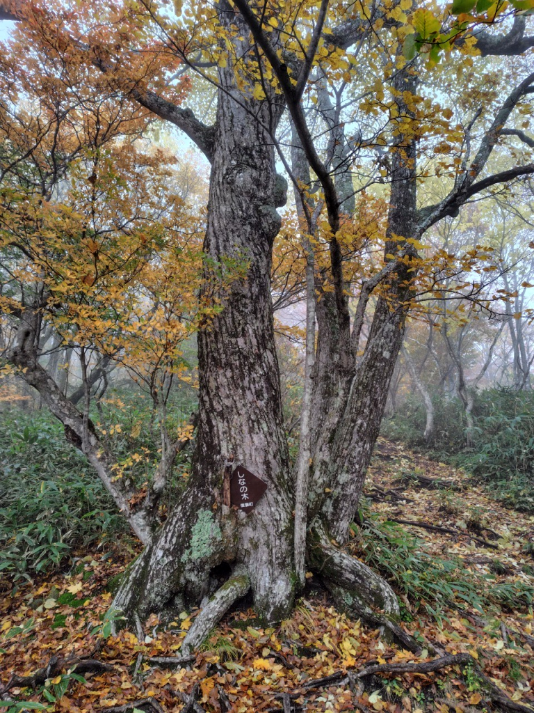 色づき始めた紅葉を楽しんで、、と思ったら