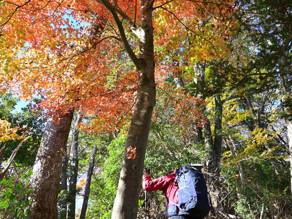 只今、紅葉が見頃