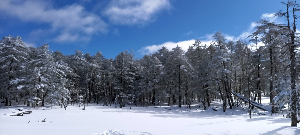 茶水池あたりの雪原