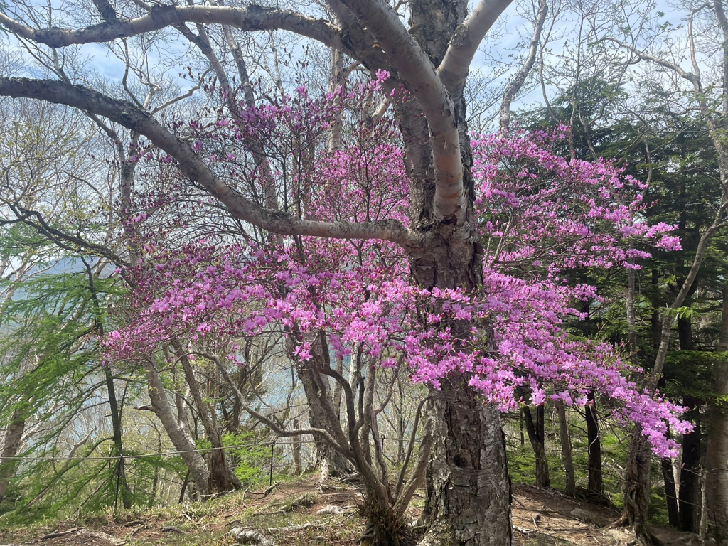 高山頂上のミツバツツジ