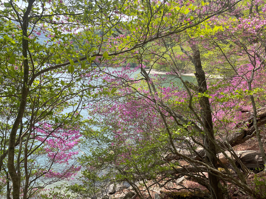 中禅寺湖とミツバツツジ