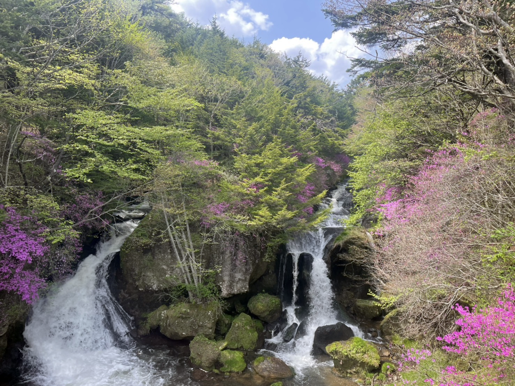 竜頭の滝ミツバツツジ