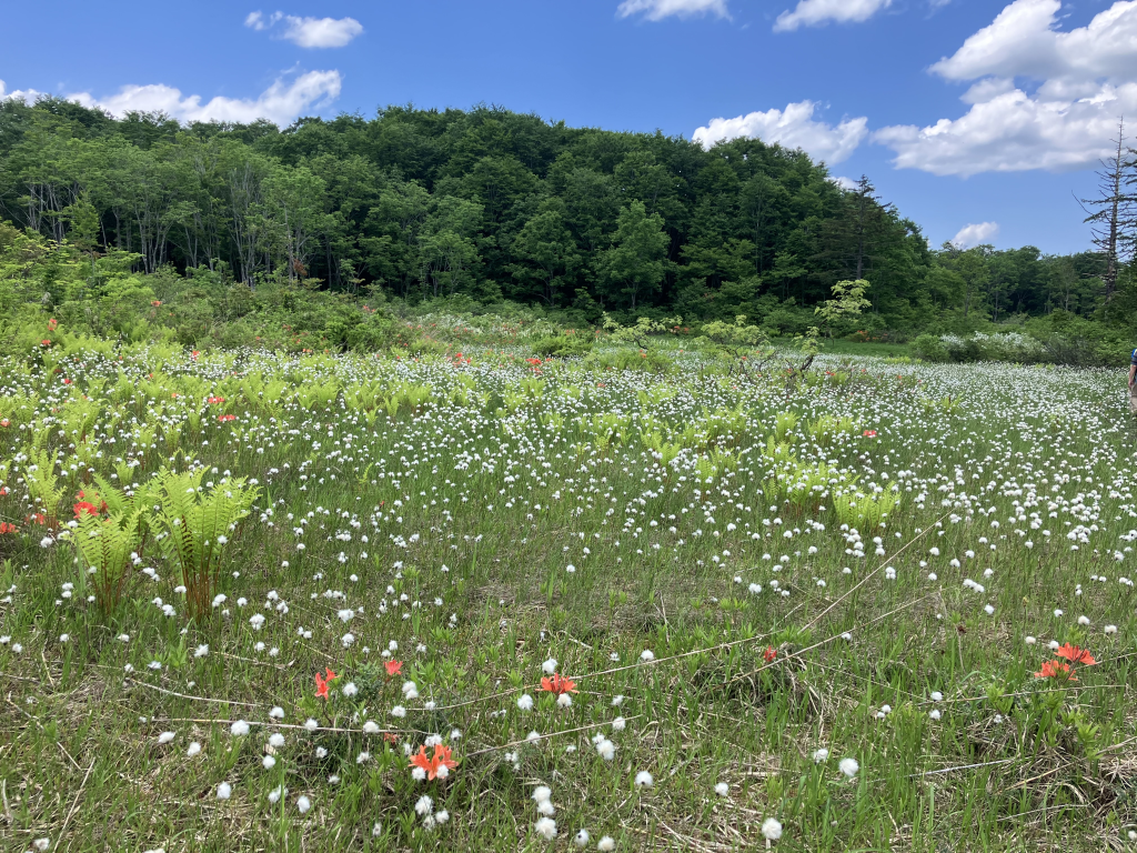 ワタスゲが一面に、レンゲツツジが良いアクセントに